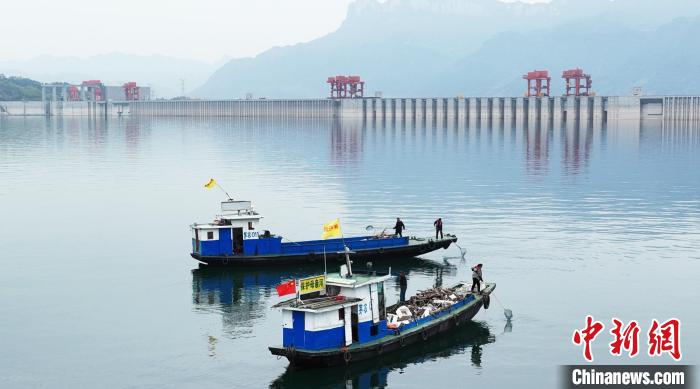 耀世娱乐注册：湖北秭归：三峡库首清漂守护长江生态